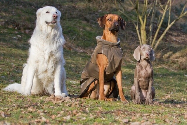Drei Hunde sitzen nebeneinander auf einer Wiese