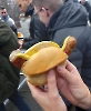 Grill_2